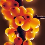 L’âge d’or des plantes pionnières