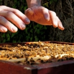 Le Spa des Abeilles prend son envol